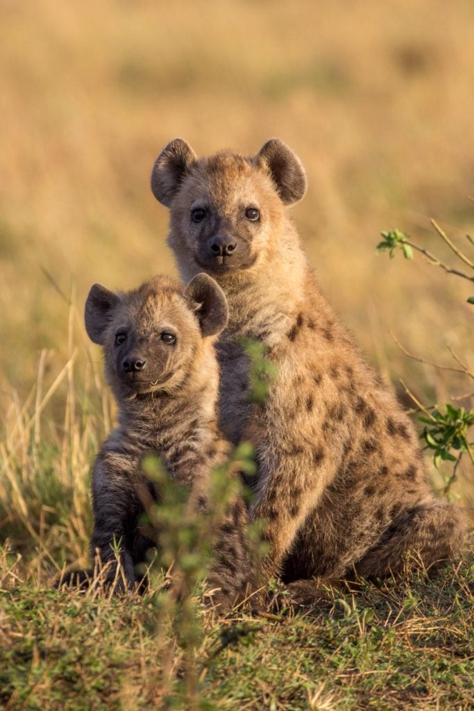 mère de l'hyène et de son petit