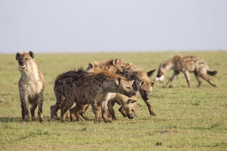 Les hyènes profitent du fait d'être nées de mères de haut rang