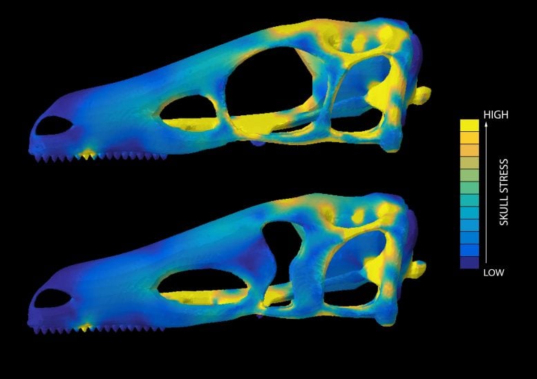 Hypothetical Dinosaur Skulls Computer Simulations