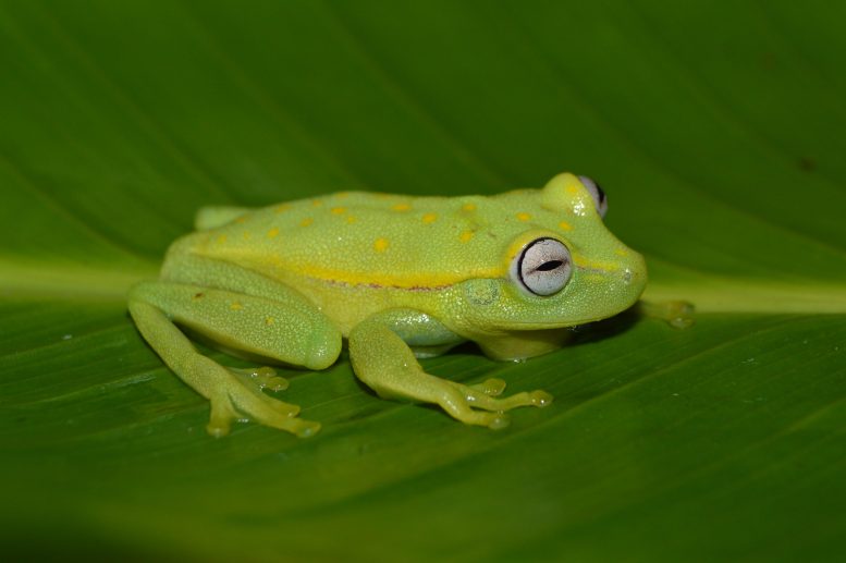 Hypsiboas punctatus Frog