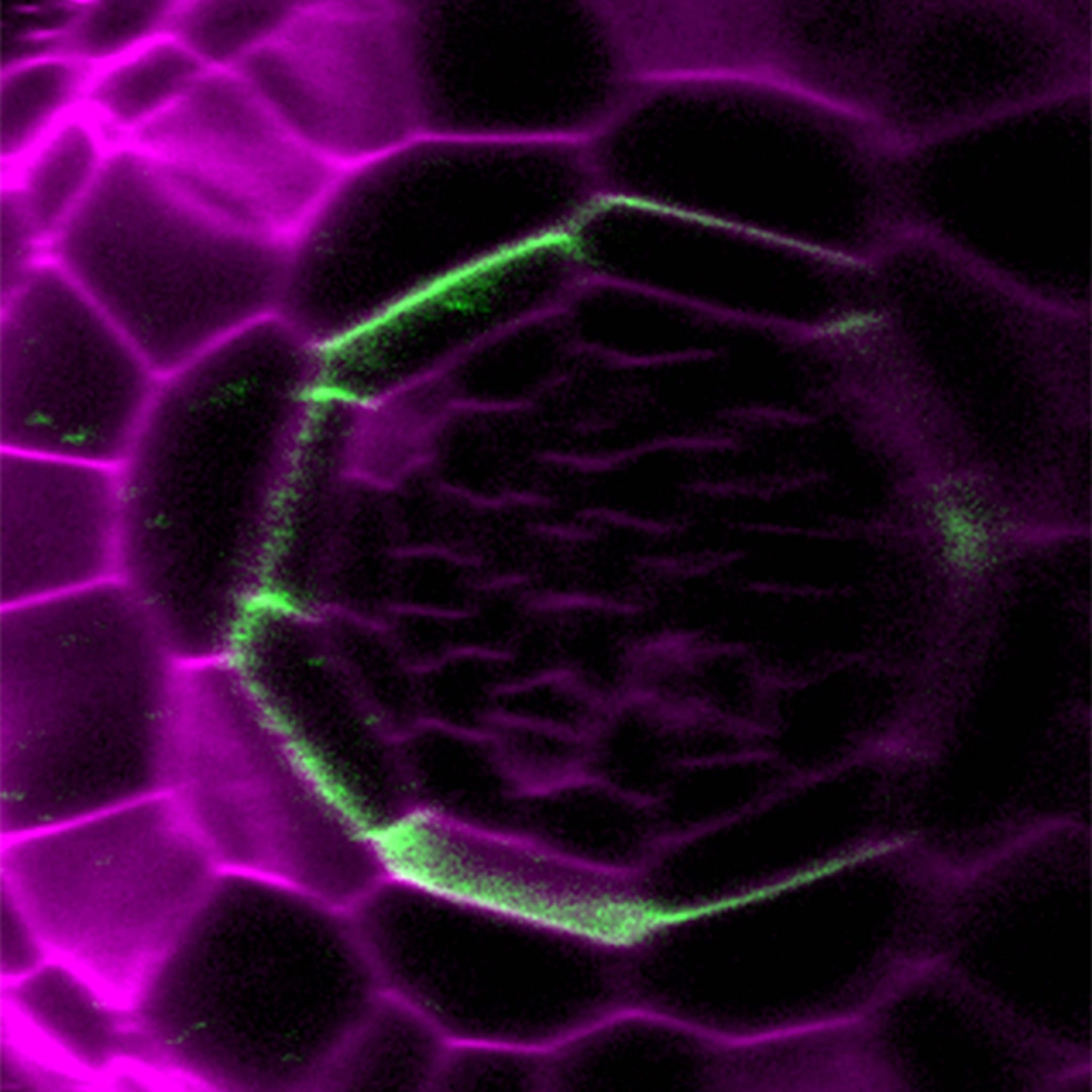 Protein Roots Possible On/Off Switch for Plant Growth Identified