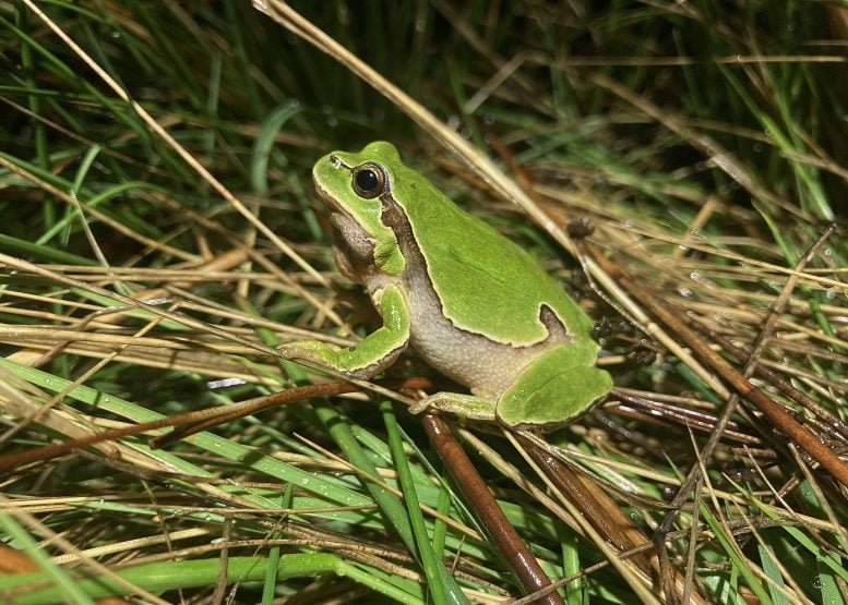Iberian Tree Frog