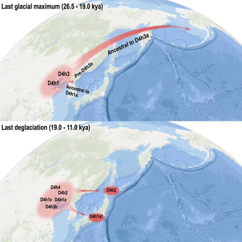 Evidence of Ice Age Human Migrations From China to the Americas and Japan