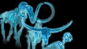 Ice Age Skeletons Offers Insights for Today’s Endangered Species