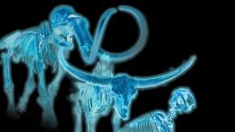 Ice Age Skeletons Offers Insights for Today’s Endangered Species