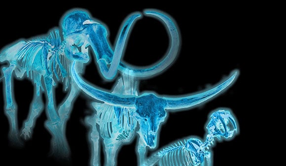 Ice Age Skeletons Offers Insights for Today’s Endangered Species