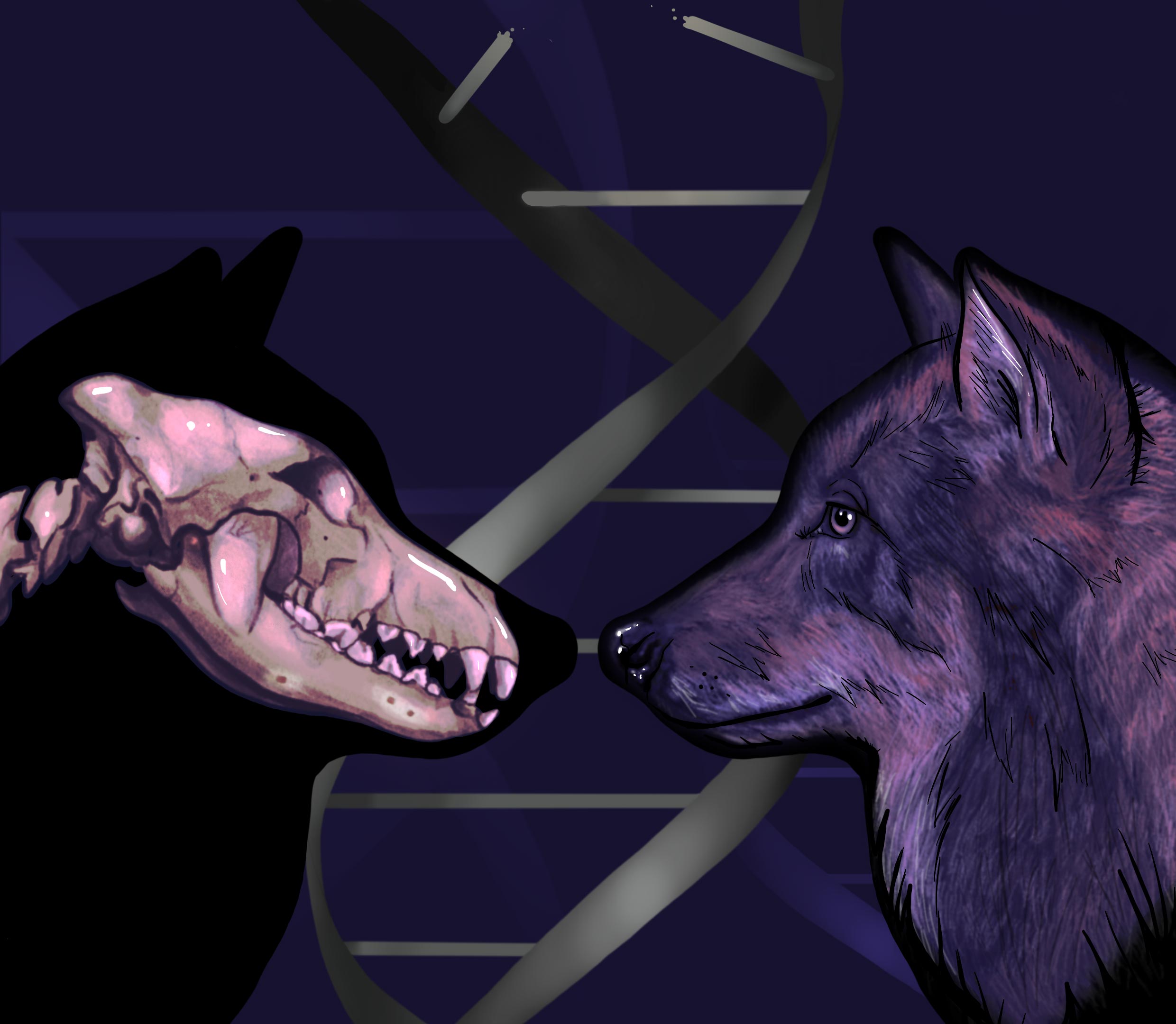 Il DNA del lupo dell’era glaciale rivela che i cani originariamente appartenevano a due gruppi separati di antichi lupi