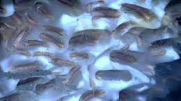 Ice Worms Inhabiting Methane Hydrate