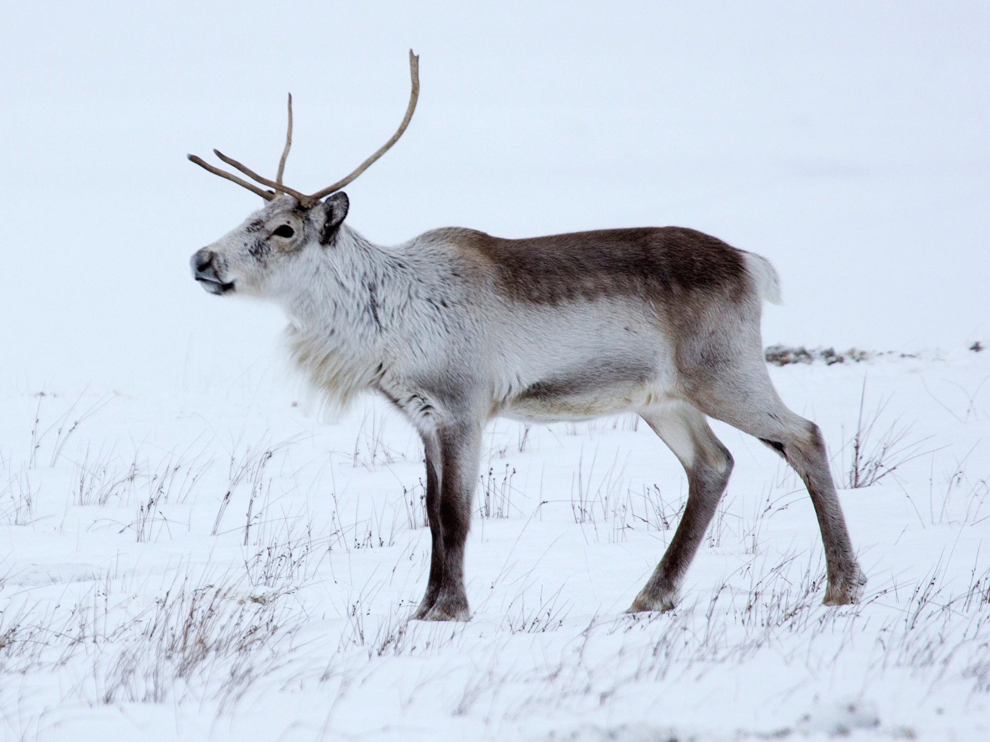 Grazing With Iceland s Reindeer Herds Of Wild Reindeer Prosper In Grazing With Iceland s Reindeer Herds Of Wild Reindeer Prosper In