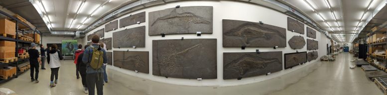 Ichthyosaur Fossils Posidonia Shale