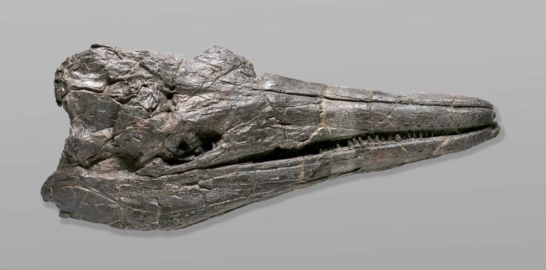 Ichthyosaur Skull