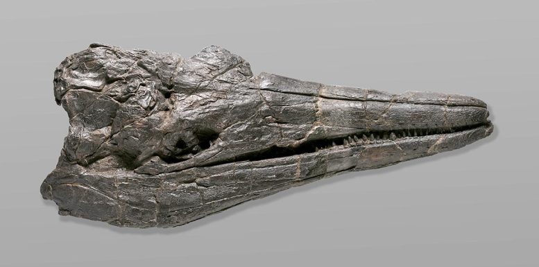 Cráneo de ictiosaurio