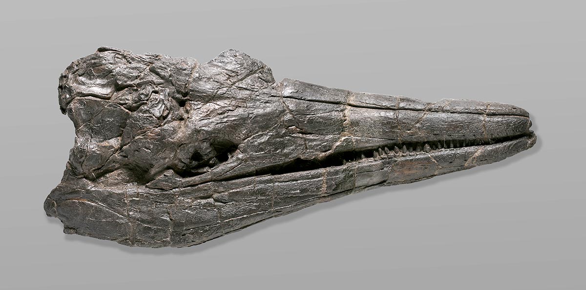Earth’s First Giant: Newly Discovered Species of Ichthyosaur Was Behemoth of Dinosaurian Oceans thumbnail