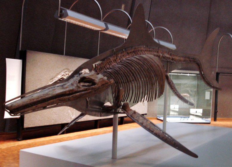 Ichthyosaur Temnodontosaurus Fossil
