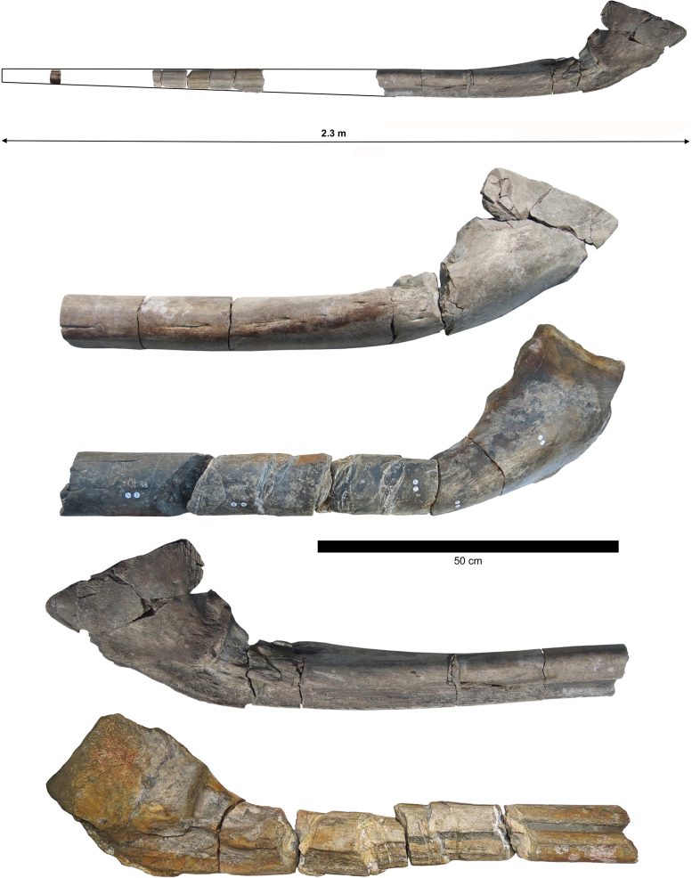 Comparación de la mandíbula Ichthyotitan severnensis