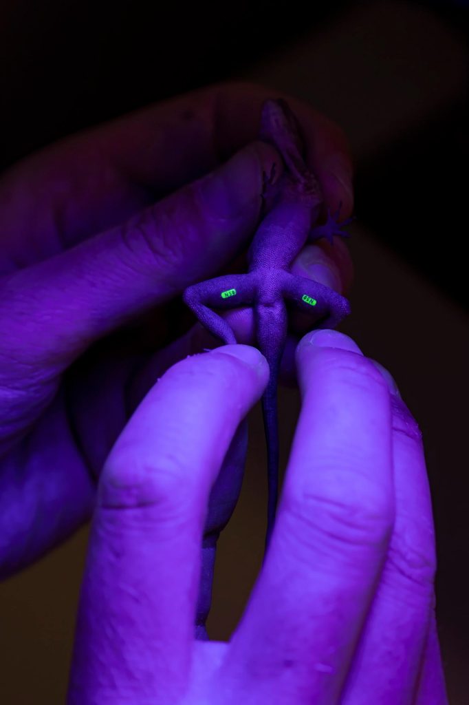 Identifying Blacklight Tags Implanted in Lizards