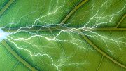 Illustration Artificial Leaf Energy