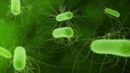 Illustration Bacteria Consume CO2