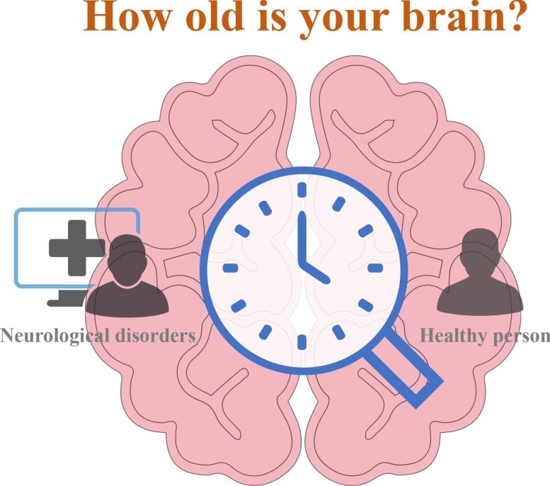 Illustration Depicting a Brain Aging Clock