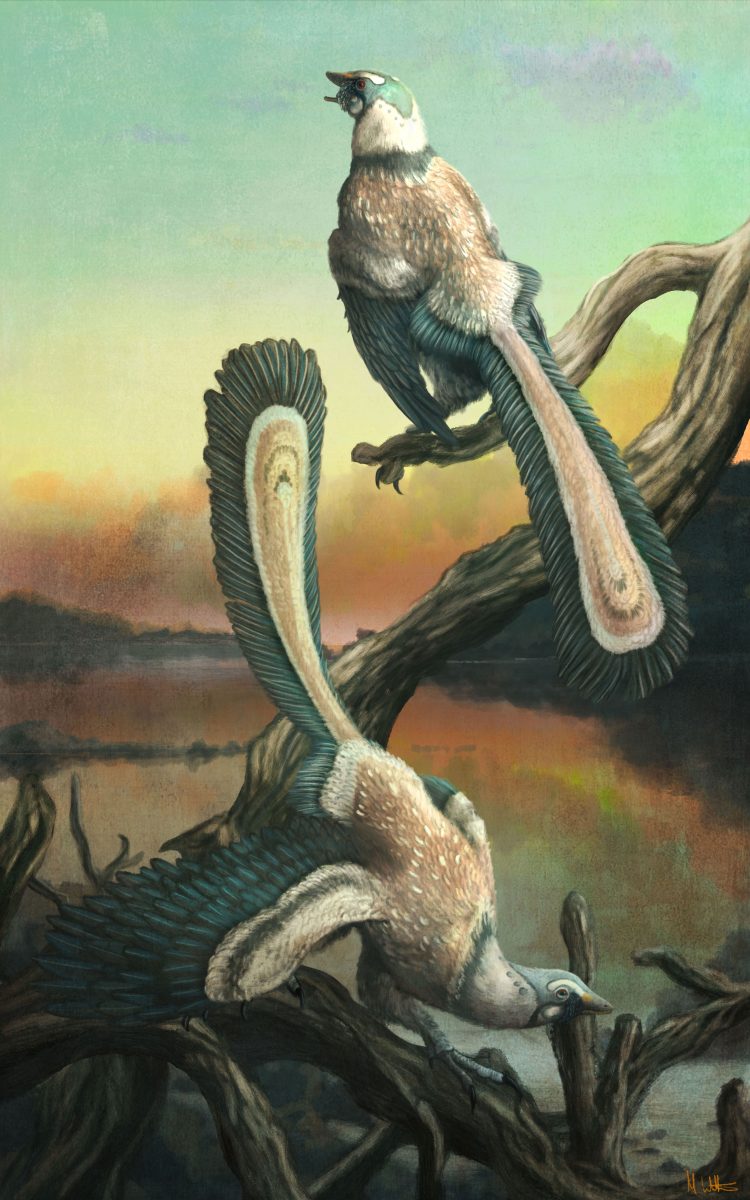 Illustration of Archaeopteryx