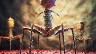Illustration of Bacteriophages