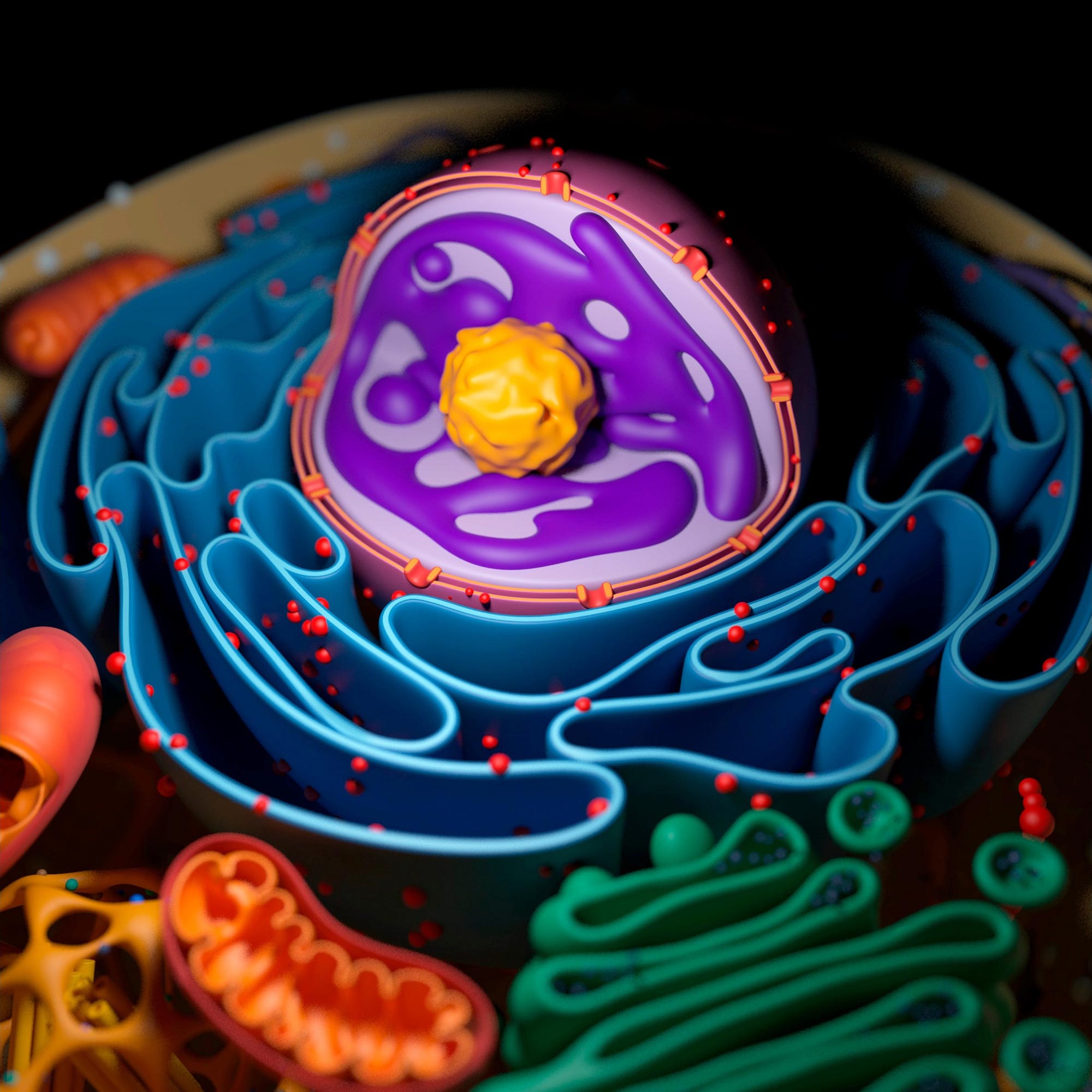세포핵의 삽화
