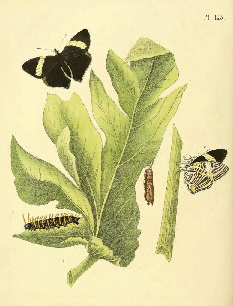Illustration of Colobura Butterflies and Cecropia Host Plant