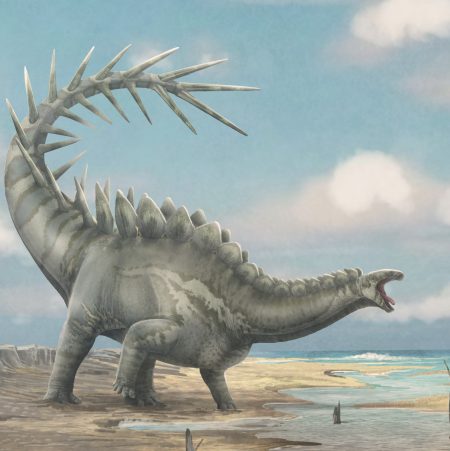 150-Million-Year-Old Stegosaurus Skull Rewrites Dinosaur Evolution