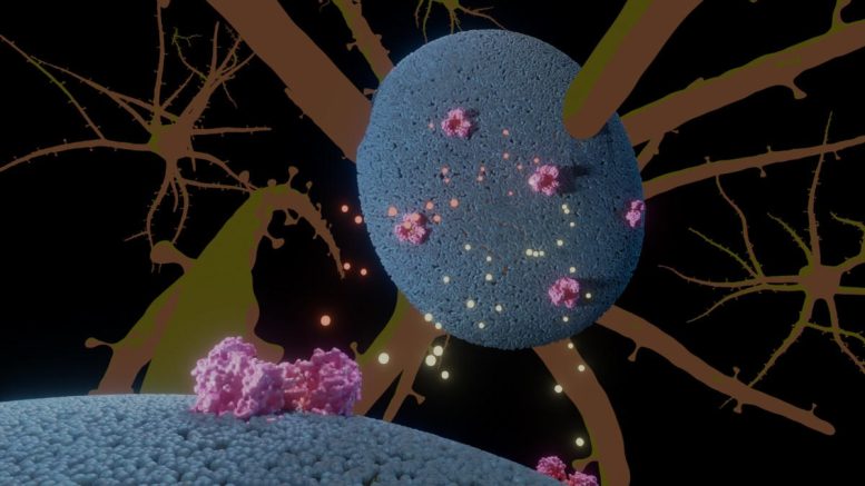 Illustrazione del trasporto del glutammato nelle cellule neurali