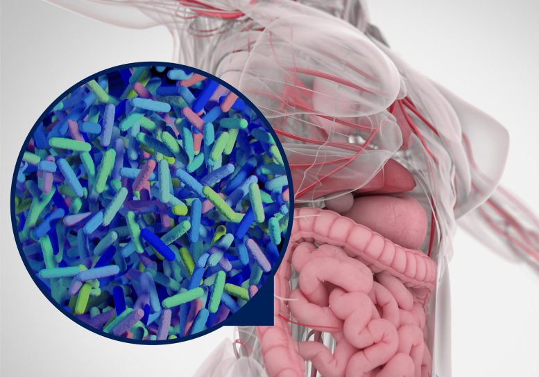 Illustration of Human Gut Microbiome
