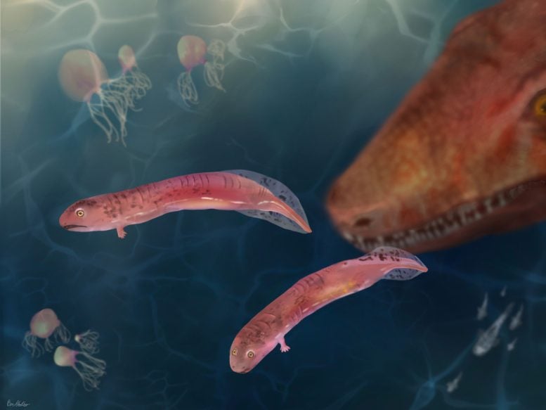 Illustration of Juvenile Early Tetrapod Embolomeres