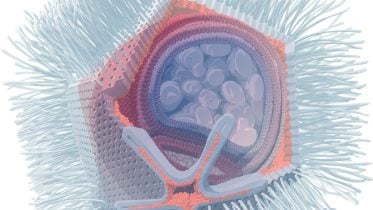 Brain-Eating Amoeba Meets Its Match: Unusual Giant Virus Discovered in Austria