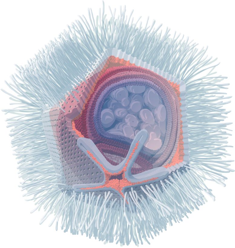Illustration du Naegleriavirus