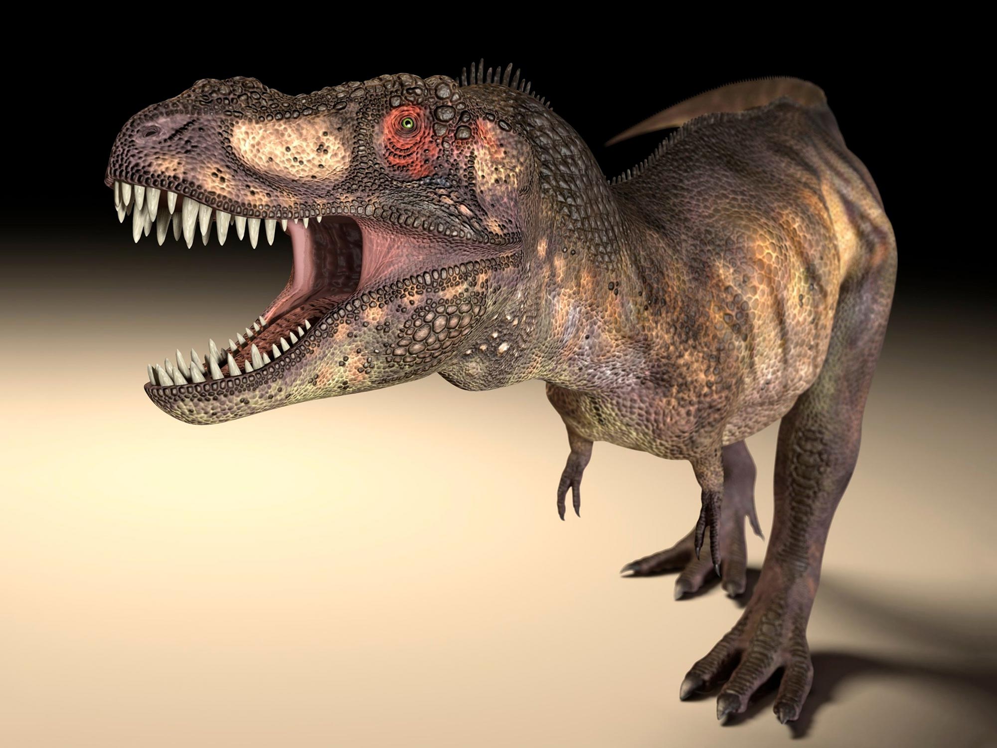 Les grands dinosaures prédateurs, tels que le T. rex, ont développé différentes formes d’orbites oculaires pour permettre des morsures plus fortes.