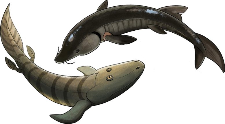 Illustration of a Sturgeon and an Artist’s Reconstruction of Tiktaalik Roseae