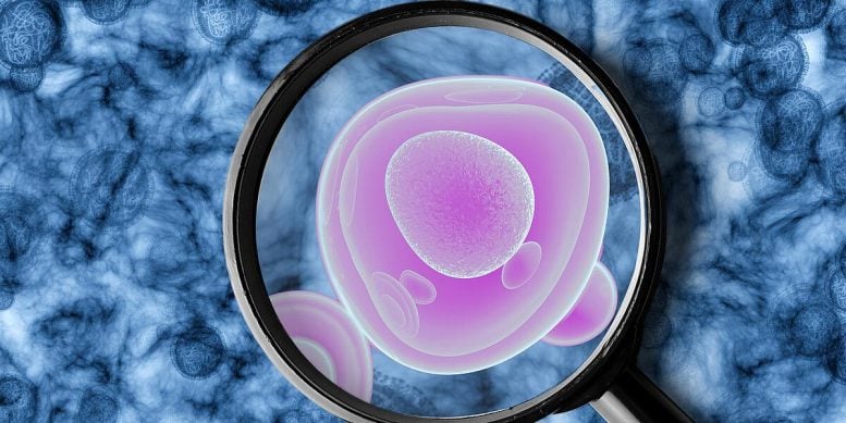 Illustration of a Uterine Cancer Cell