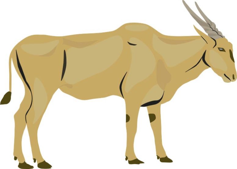 Illustration of an Eland