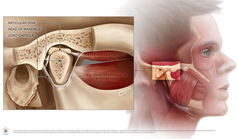 Illustration of the Temporomandibular Joint