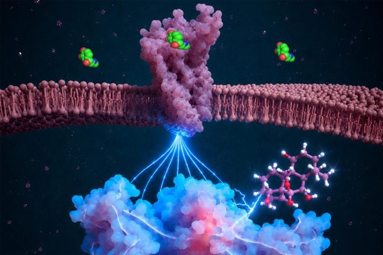 Illustration of β Arrestin Modulation of GPCR Signaling