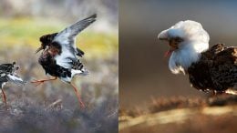 Images of Male Ruffs