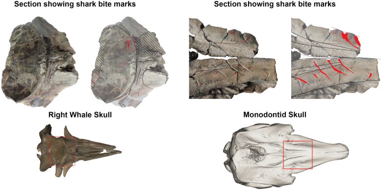 Images of the Two Fossil Whale Skulls With Bite Marks