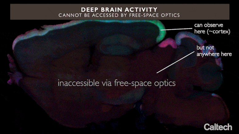 Imaging Neuron Activity