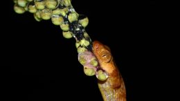 Imantodes inornatus Yellow Blunt Headed Tree Snake