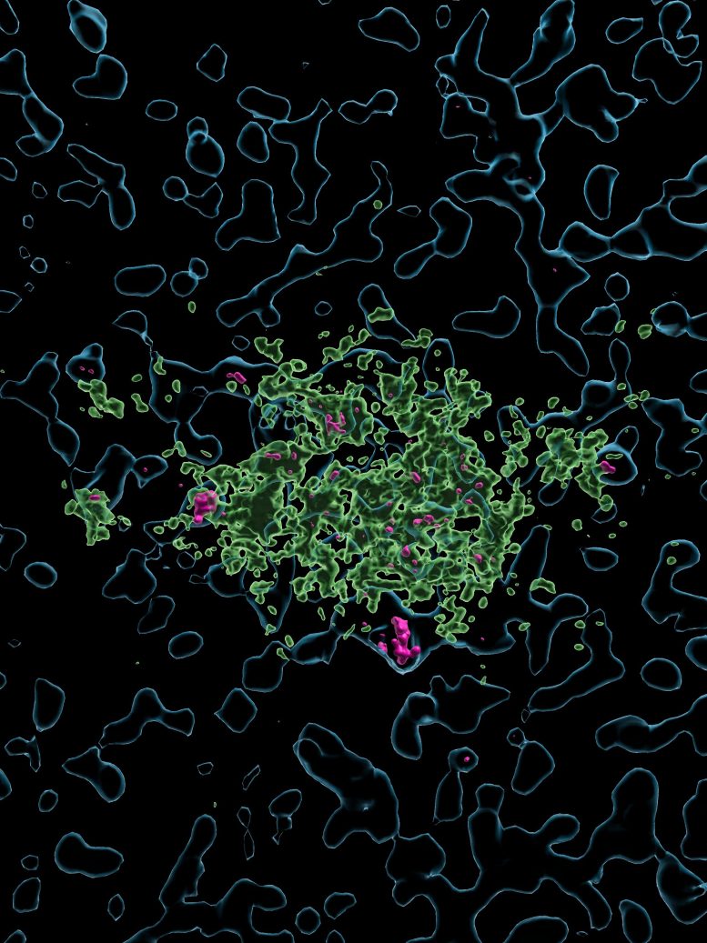 Imaris Reconstruction of Lecanemab Uptake