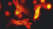 Immune Cells Fluorescence Microscopy