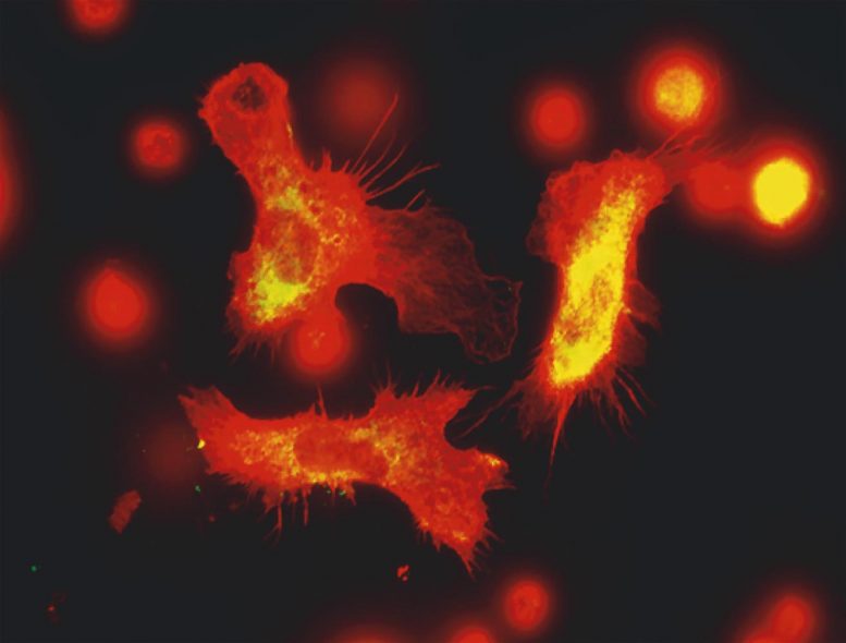 Immune Cells Fluorescence Microscopy