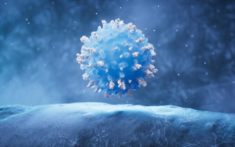 Immune T Cell