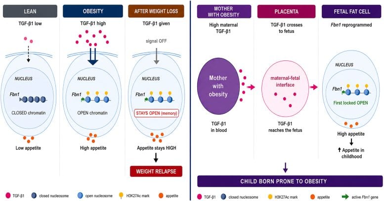 Impacts of TGF β1
