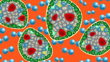 Implantable Islet Cells With Their Own Oxygen Supply