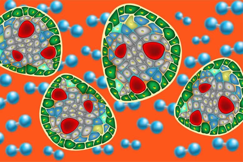 Implantable Islet Cells With Their Own Oxygen Supply